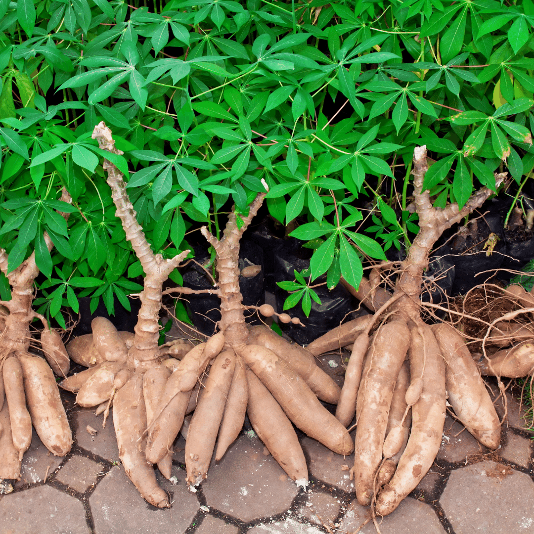 Cassava Farming