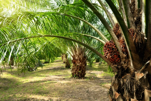 PalmOil Plantation